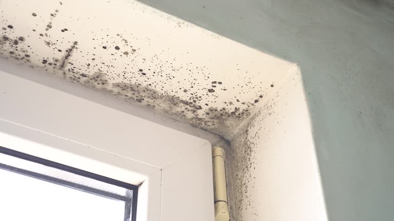 Best Comprehensive Air Testing for Mold Contaminants  in Fountain Hill, PA